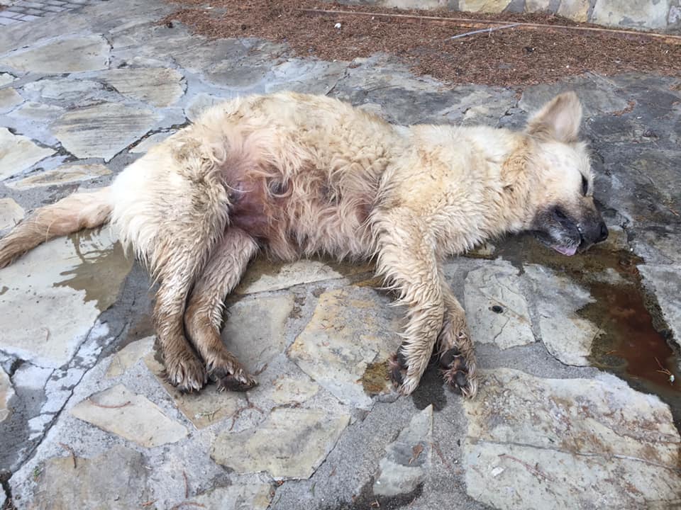 Σκυλίτσα ετοιμόγεννη νεκρή από φόλα στο Αμύνταιο Φλώρινας