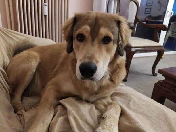 Χάθηκε αρσενικός σκύλος στην Αγία Παρασκευή Αττικής