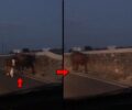 Μύκονος: Αγελάδες με δεμένα τα πόδια με παστούρα πάνω στον δρόμο (βίντεο)