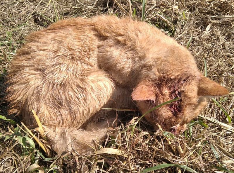 Κύμινα Θεσσαλονίκης: Βασάνισε μέχρι θανάτου γάτα πυροβολώντας την πολλές φορές με αεροβόλο στο κεφάλι