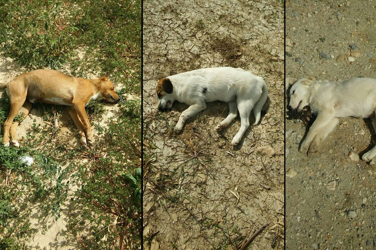 Πολλά σκυλιά δολοφονημένα με φόλες στο Ναύπλιο Αργολίδας