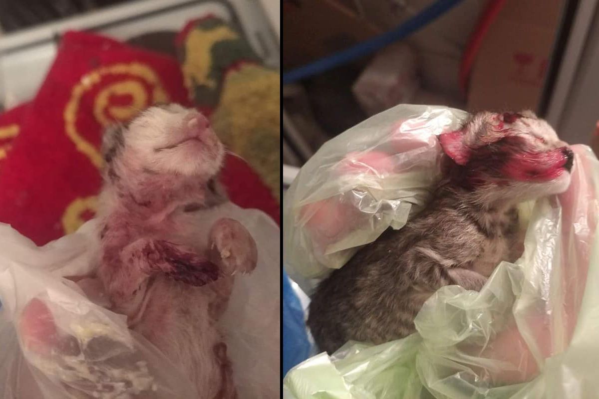 Σκότωσε με φτυάρι πέντε νεογέννητα γατάκια στο Λαύριο Αττικής