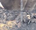 Καστοριά: 250 ζώα κάηκαν σε μαντρί στους Αμπελόκηπους (βίντεο)