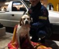 Ζάκυνθος: Έσωσαν τον τυφλό σκύλο που έπεσε στη θάλασσα - Ποιος θα τον υιοθετήσει;