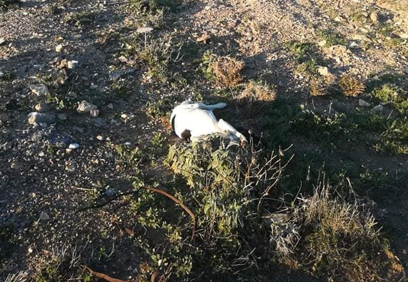 Κάρπαθος: Βρήκαν τον αδέσποτο σκύλο νεκρό, πυροβολημένο από κυνηγό