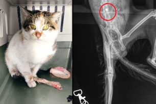 Πολίχνη Θεσσαλονίκης: Βρήκε γάτα παράλυτη πυροβολημένη με αεροβόλο