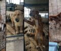 Σε απαράδεκτες συνθήκες ζουν έγκλειστα τα σκυλιά και στο Δημοτικό Κυνοκομείο Κομοτηνής (βίντεο)