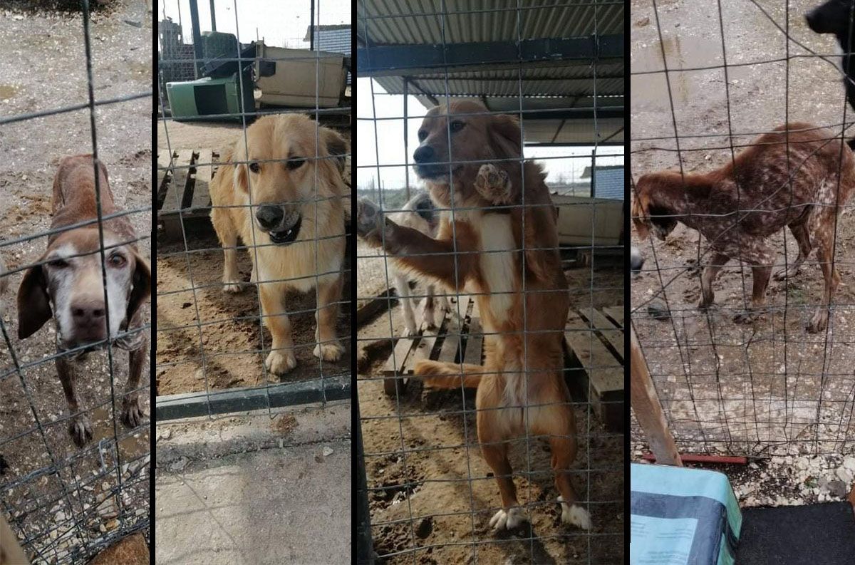 Σε απαράδεκτες συνθήκες ζουν έγκλειστα τα σκυλιά και στο Δημοτικό Κυνοκομείο Κομοτηνής (βίντεο)