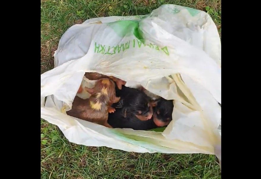 Καρδαμίτσια Ιωαννίνων: Βρήκε πεταμένα 9 νεογέννητα κουτάβια κλεισμένα σε σακούλα (βίντεο)