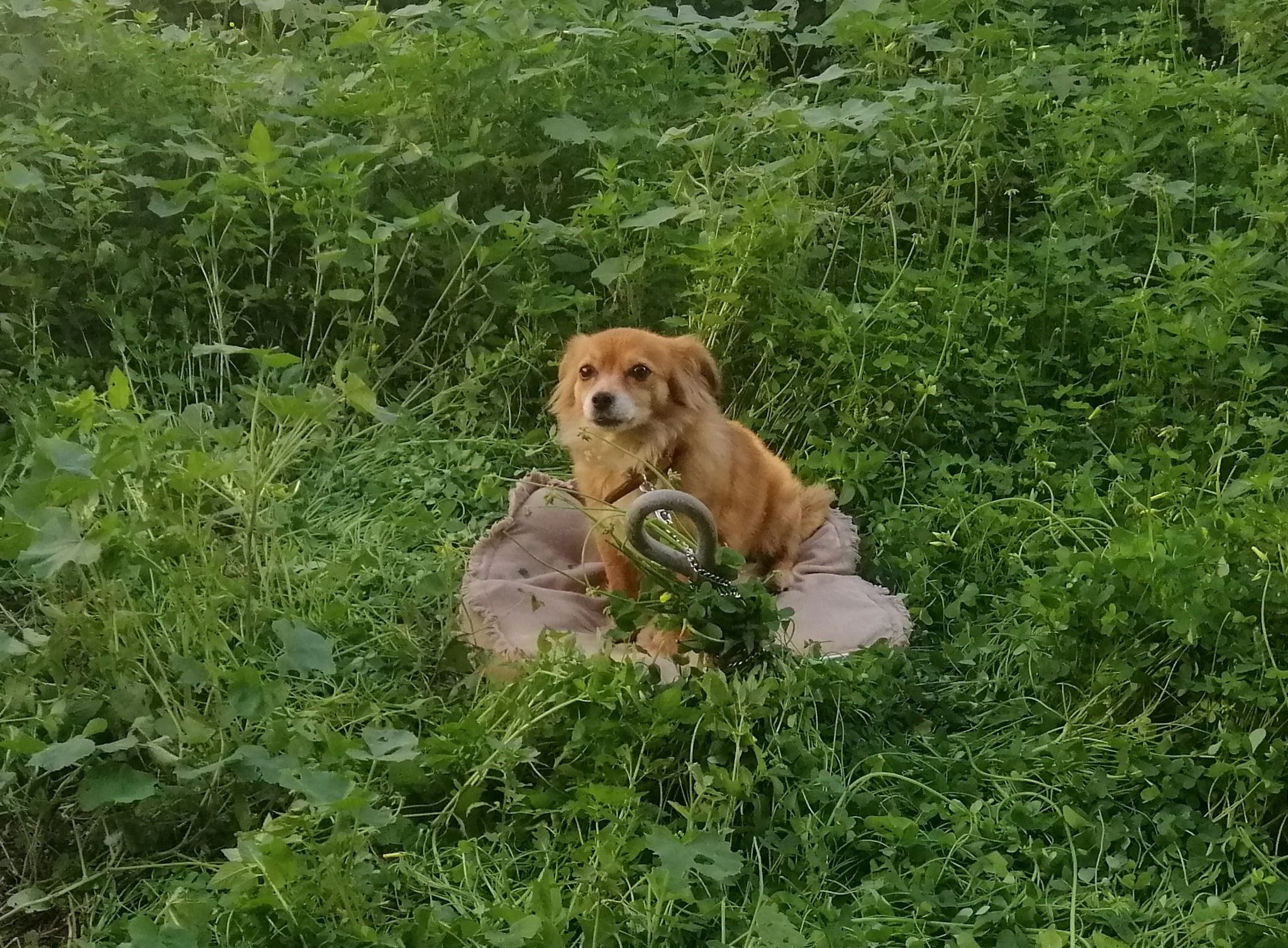 Ιεράπετρα Λασιθίου: Έδεσε σκύλο και τον εγκατέλειψε σε χωράφι (βίντεο)