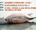 Ορνιθολογική: Ανεξέλεγκτοι παράνομοι κυνηγοί στα Ιόνια Νησιά σκοτώνουν ακατάπαυστα τρυγόνια και άλλα πουλιά