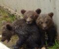 Σαφείς απειλές και εξόντωση αρκούδων ζητάει ο δήμαρχος Άργους Ορεστικού Π. Κεπαπτσόγλου