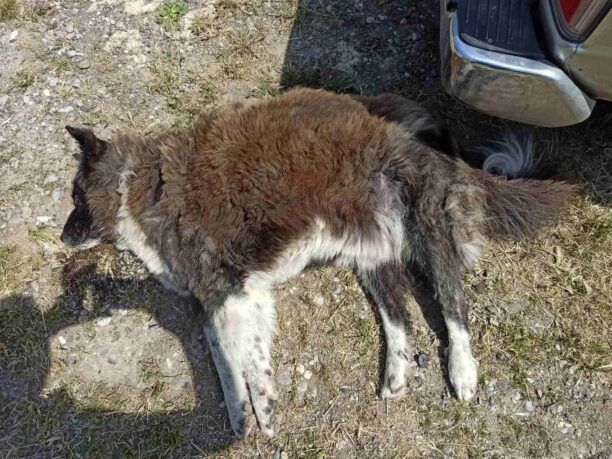 Ξινό Νερό Φλώρινας: Με φόλες δολοφόνησε πολλά σκυλιά