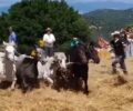 Βαλτεσινίκο Αρκαδίας: Αναπαράσταση αλωνίσματος με βασανισμό αλόγων και μουλαριών (βίντεο)