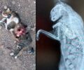 Κρήτη: Κυνηγός πυροβόλησε και σκότωσε τη γάτα τουρίστριας στο Παλαίκαστρο Λασιθίου
