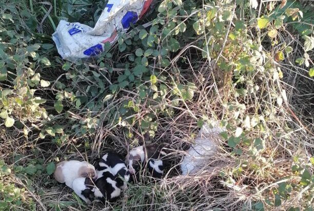 Προφήτης Ηλίας Καρδιτσομαγούλας: Βρήκε 8 νεογέννητα κουτάβια ζωντανά σε τσουβάλι πεταμένα σε ποτάμι