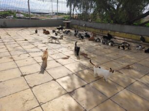 Νέο Φάληρο Αττικής: Δεκάδες μη στειρωμένες αδέσποτες γάτες στο Στάδιο Ειρήνης και Φιλίας (βίντεο)