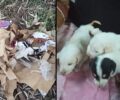 Ηλεία: Βρήκε κουτάβια ζωντανά σε σακούλα πεταμένα στα χωράφια μεταξύ Αμαλιάδας και Ρουπακίου (βίντεο)