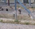Έκκληση για δεκάδες άρρωστες και αστείρωτες γάτες που πεινούν στο Κέντρο Κράτησης στην Αμυγδαλέζα Αττικής (βίντεο)