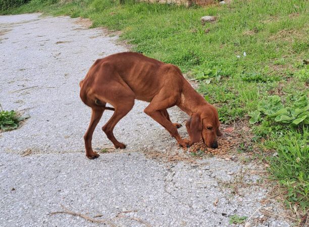 Άνω Υδρούσα Φλώρινας: Έκκληση για τον σκελετωμένο σκύλο