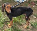 Αραπόλακα Μεσσηνίας: Σκύλος σκελετωμένος γεμάτος πληγές και τσιμπούρια