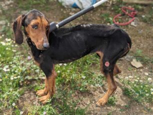 Αραπόλακα Μεσσηνίας: Σκύλος σκελετωμένος γεμάτος πληγές και τσιμπούρια