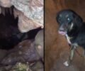 Αρφαρά Μεσσηνίας: Έσωσε σκύλο που τουρίστες βρήκαν εγκλωβισμένο στο έδαφος μέσα σε σπηλιά (βίντεο)