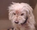 Ασπρόπυργος Αττικής: Εξαθλιωμένη τυφλή σκυλίτσα εντοπίστηκε σε τραγική κατάσταση μέσα στη θάλασσα (βίντεο)