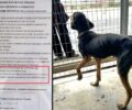 Απαγορεύουν σε εθελοντές να βγάζουν κακόβουλες φωτογραφίες τα σκυλιά στο Δημοτικό Κυνοκομείο Τρίπολης