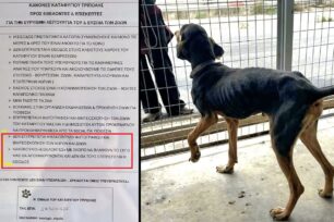 Απαγορεύουν σε εθελοντές να βγάζουν κακόβουλες φωτογραφίες τα σκυλιά στο Δημοτικό Κυνοκομείο Τρίπολης