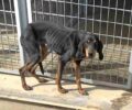 «Save a Greek Stray»: Παραμένουν σκελετωμένα από ασιτία δεκάδες σκυλιά στο Δημοτικό Κυνοκομείο Τρίπολης - Aρνήθηκαν να μας δώσουν 14