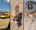 «Save a Greek Stray»: Ο Δήμος Τρίπολης κρύβει σκελετωμένα σκυλιά από το κυνοκομείο σε ιδιωτικό χώρο για να μην εντοπιστούν (βίντεο)