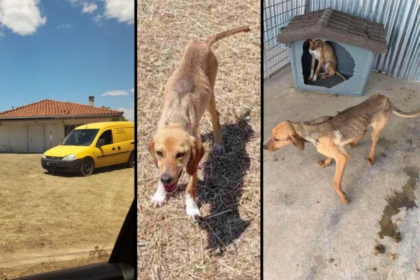 «Save a Greek Stray»: Ο Δήμος Τρίπολης κρύβει σκελετωμένα σκυλιά από το κυνοκομείο σε ιδιωτικό χώρο για να μην εντοπιστούν (βίντεο)