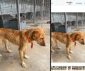 Η «Save a Greek Stray» διαψεύδει τον Δήμο Τρίπολης που υποστηρίζει ότι οι φωτογραφίες με τα σκελετωμένα σκυλιά στο Δημοτικό Κυνοκομείο είναι παλιές