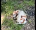 Έκκληση για έξοδα περίθαλψης σκύλου που βρέθηκε γεμάτος σκουλήκια στο Εξαμίλι Θεσσαλονίκης (βίντεο)