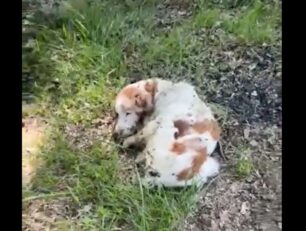Έκκληση για έξοδα περίθαλψης σκύλου που βρέθηκε γεμάτος σκουλήκια στο Εξαμίλι Θεσσαλονίκης (βίντεο)