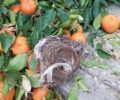 Ορνιθολογική: Απαγορεύεται το κλάδεμα δέντρων από Μάρτιο έως Ιούνιο για την αποτροπή καταστροφής φωλιών και αυγών πουλιών