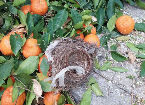 Ορνιθολογική: Απαγορεύεται το κλάδεμα δέντρων από Μάρτιο έως Ιούνιο για την αποτροπή καταστροφής φωλιών και αυγών πουλιών