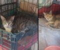Πέταξαν στον δρόμο γάτες που βρέθηκαν εξαθλιωμένες σε σπίτι συλλέκτριας στους Νέους Επιβάτες Θεσσαλονίκης (βίντεο)