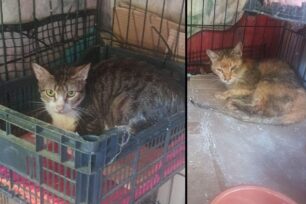 Πέταξαν στον δρόμο γάτες που βρέθηκαν εξαθλιωμένες σε σπίτι συλλέκτριας στους Νέους Επιβάτες Θεσσαλονίκης (βίντεο)
