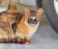 Γλυφάδα Αττικής: Έκκληση για περίθαλψη γάτας που πιθανότατα πάσχει από καρκίνο στο κεφάλι