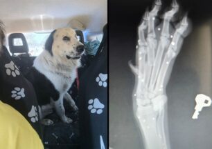 Ηλεία: Βρήκαν τον σκύλο που φρόντιζαν πυροβολημένο από κυνηγό στο πόδι
