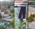 Κέρκυρα: Παραμένουν στα χέρια του βασανιστή τους 8 σκυλιά και άλλα ζώα σε άθλιες συνθήκες σε στάνη σκουπιδότοπο (βίντεο)