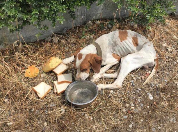Κιάτο Κορινθίας: Έκκληση για τον σκελετωμένο σκύλο