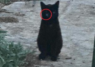 Μοσχάτο Αττικής: Βρήκαν γάτα με βελάκι από φυσοκάλαμο καρφωμένο στο μάτι της