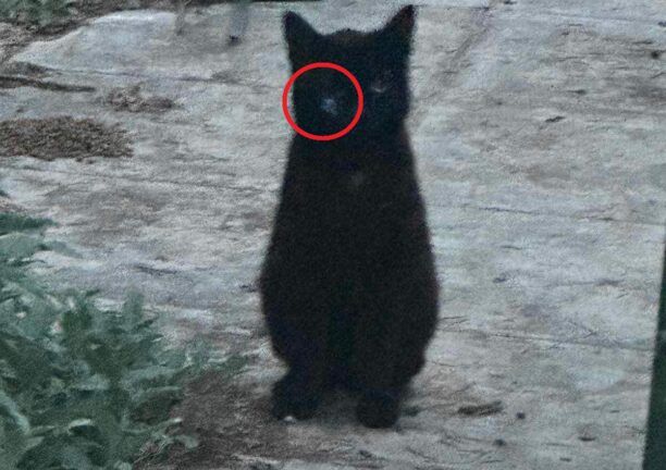 Μοσχάτο Αττικής: Βρήκαν γάτα με βελάκι από φυσοκάλαμο καρφωμένο στο μάτι της
