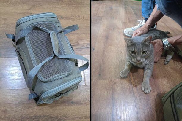 Ναύπλιο Αργολίδας: Εγκατέλειψε γάτα μέσα σε τσάντα μεταφοράς κατοικίδιου