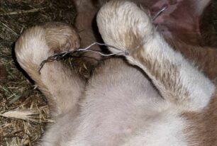 Νέα Φλογητά Χαλκιδικής: Βασάνισε σκύλο δένοντας τα πόδια του με σύρμα