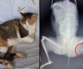Πρέβεζα: Βρήκε τη γάτα της σοβαρά τραυματισμένη πυροβολημένη με αεροβόλο