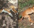 Πρινές Ρεθύμνου:  Με φόλες δολοφόνησε δύο σκυλιά μέσα σε κτήμα